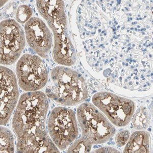Anti-PEBP1 antibody produced in rabbit 
