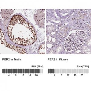 Anti-PER2 antibody produced in rabbit 
