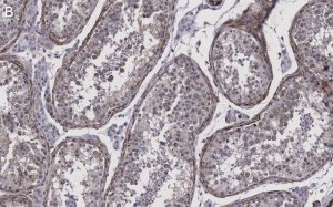 Anti-Pericentrin Antibody, clone 2H11, ZooMAb� Rabbit Monoclonal 