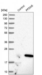 Anti-PFDN5 antibody produced in rabbit HPA008587-100UL
