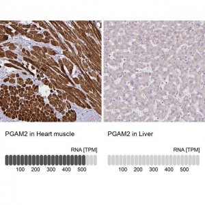 Anti-PGAM2 antibody produced in rabbit 