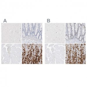 Anti-PGC antibody produced in rabbit 