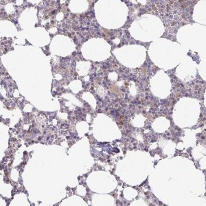 Anti-PGLYRP1 antibody produced in rabbit 