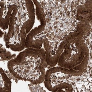 Anti-PGPEP1 antibody produced in rabbit 