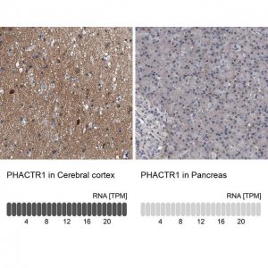 Anti-PHACTR1 antibody produced in rabbit HPA029755-100UL