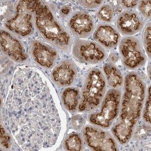Anti-PHF13 antibody produced in rabbit HPA026830-100UL