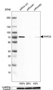 Anti-PHF23 antibody produced in rabbit 