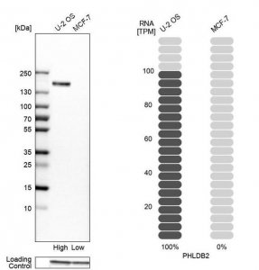 Anti-PHLDB2 antibody produced in rabbit 