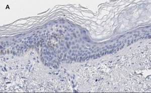 Anti-phos-AMPK (Thr172) Antibody, clone 5J23 , ZooMAb� Rabbit Monoclonal 