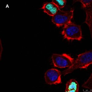 Anti-phospho Histone H3 S10 Antibody, clone 63-1C-8 , ZooMAb� Rabbit Monoclonal 