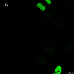 Anti-phospho Histone H3 S10 Antibody, clone 63-1C-8 , ZooMAb� Rabbit Monoclonal 