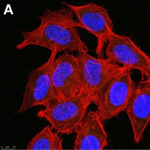 Anti-phospho-Chk1(Ser345) Antibody, clone 3D14 ZooMAb� Rabbit Monoclonal 