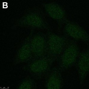 Anti-phospho-Chk1(Ser345) Antibody, clone 3D14 ZooMAb� Rabbit Monoclonal 