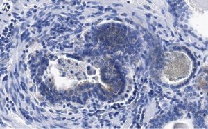 Anti-phospho-eIF-2-Ser51 Antibody, clone 4N22 ZooMAb� Rabbit Monoclonal 