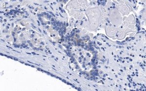 Anti-phospho-eIF-2-Ser51 Antibody, clone 4N22 ZooMAb� Rabbit Monoclonal 