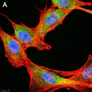 Anti-phospho-IRE-1 (Ser724) Antibody, clone 1M2 ZooMAb� Rabbit Monoclonal 
