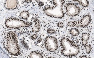 Anti-phospho-p53 (Ser15) Antibody, clone 5L22 ZooMAb� Rabbit Monoclonal 