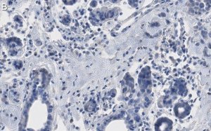 Anti-phospho-p53 (Ser15) Antibody, clone 5L22 ZooMAb� Rabbit Monoclonal 