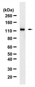 Anti-phospho-ULK1-Ser757 Antibody, clone 5L18 ZooMAb� Rabbit Monoclonal 