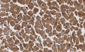 Anti-Phospholamban Antibody, clone 4J16 , ZooMAb� Rabbit Monoclonal 