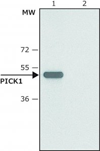 Anti-PICK1 (C-terminal) antibody produced in rabbit SAB4200463-200UL