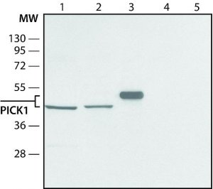 Anti-PICK1 (C-terminal) antibody produced in rabbit SAB4200463-200UL