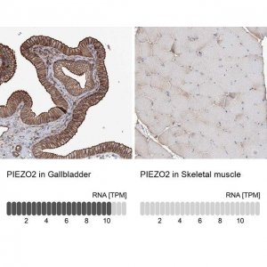 Anti-PIEZO2 antibody produced in rabbit 