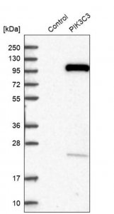 Anti-PIK3C3 antibody produced in rabbit 