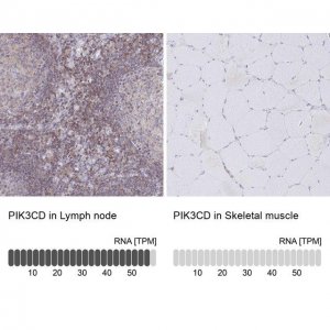 Anti-PIK3CD antibody produced in rabbit 
