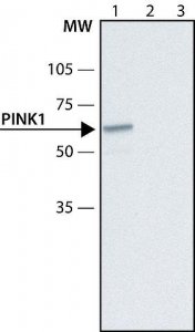 Anti-PINK1 antibody produced in rabbit 