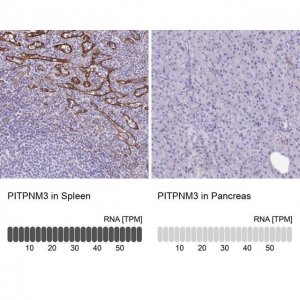 Anti-PITPNM3 antibody produced in rabbit 