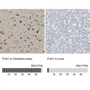 Anti-PJA1 antibody produced in rabbit 