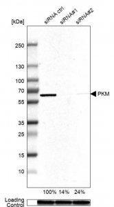 Anti-PKM antibody produced in rabbit HPA029501-100UL