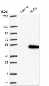 Anti-PLEK antibody produced in rabbit HPA031838-100UL