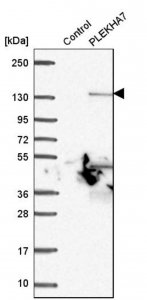 Anti-PLEKHA7 antibody produced in rabbit 