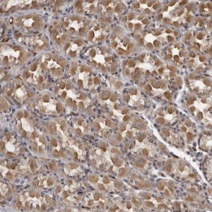 Anti-PLEKHF2 antibody produced in rabbit 