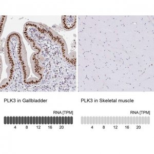 Anti-PLK3 antibody produced in rabbit 