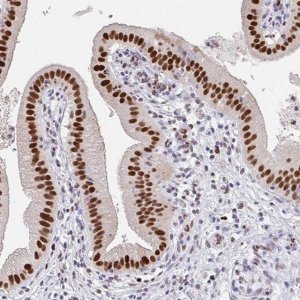 Anti-PLK3 antibody produced in rabbit 