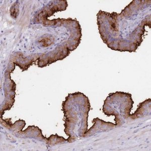 Anti-PLPP1 antibody produced in rabbit 