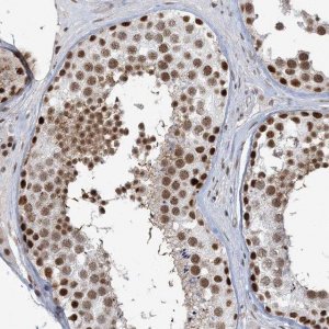 Anti-PLRG1 antibody produced in rabbit 