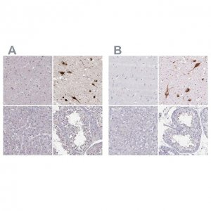 Anti-PMCH antibody produced in rabbit 