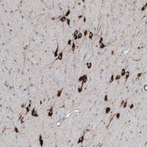 Anti-PMCH antibody produced in rabbit 