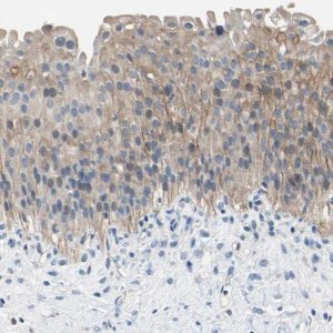 Anti-PNKD antibody produced in rabbit 