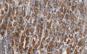 Anti-PNPT1 Antibody, clone 2D23 ZooMAb� Rabbit Monoclonal 