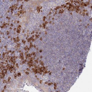 Anti-POGLUT1 antibody produced in rabbit 