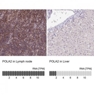 Anti-POLA2 antibody produced in rabbit 