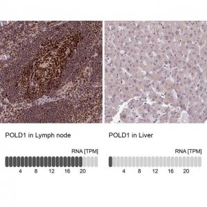 Anti-POLD1 antibody produced in rabbit 