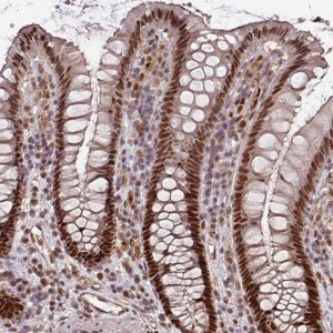 Anti-POLD1 antibody produced in rabbit 