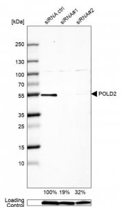 Anti-POLD2 antibody produced in rabbit 