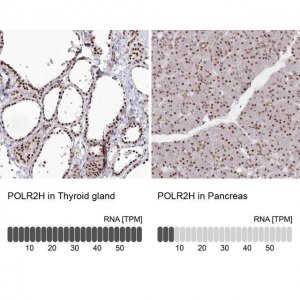 Anti-POLR2H antibody produced in rabbit HPA037745-100UL